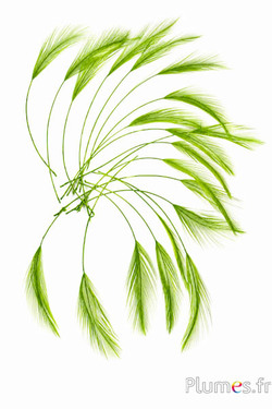 Hahn - 10-15 cm - limettengrün